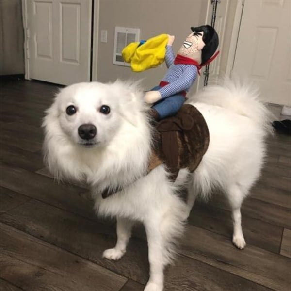 🎃 Halloween 2022 Hot Sale -The Cowboy Rider Dog Costume
