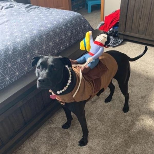 🎃 Halloween 2022 Hot Sale -The Cowboy Rider Dog Costume