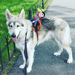 🎃 Halloween 2022 Hot Sale -The Cowboy Rider Dog Costume